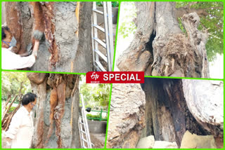 ndmc doing surgery to the dyeing tree to restore a new lease of life