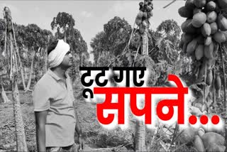 farmers-crushed-papaya-and-banana-crops-because-of-lock-down-in-chakravay-village-raipur