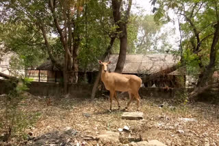 Nilgai forgot the way to the forest in search of food in delhi