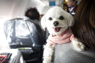 Pet Dog Flies Back Home after Industrialist Books Chartered Flight between Mumbai and Bengaluru