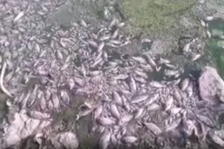 Thousands of fish died due to lack of water