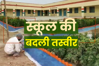 pali latest news, pali principle garden news, पाली की खबर, राजस्थान हिंदी खबर, पाली प्रिसिंपल ने बनाया बगीचा