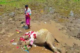 Elephant calf dead body recovered in boko