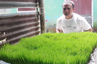 a person from rangia used hydroponics method in cultivation