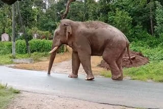 elephant attack in sakleshpur