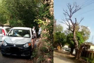 roadside trees