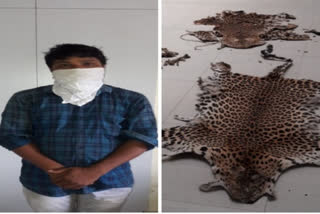 Odisha police arrests poacher  Poacher arrested in Odisha  Odisha police  leopard skin seized  leopard bones seized  ഒഡിഷ  പുള്ളിപ്പുലി  പുള്ളിപ്പുലിയുടെ തോല്‍  വനം വകുപ്പ്