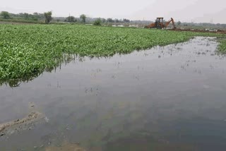 Ghaggar drain water entered the fields in bhiwani