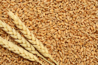 Government orders FCI to deliver four months of food grains across country