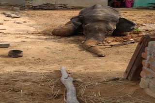 elephant-is-lying-injured-in-farmer-house-in-korba