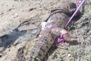 crocodile died due to trapped in bag  in wanaparthy district