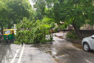 heavy Rainfall in Ahmadabad, 228 trees collapsed