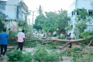 A downed tree in Parvatipuram