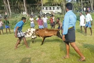 five men arrested for conducting sheep fight