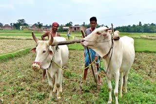 नए सुधार से कृषि क्षेत्र में आएगा विदेशी निवेश : विशेषज्ञ