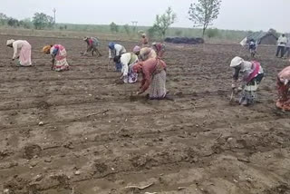yavatmal farmers agitation