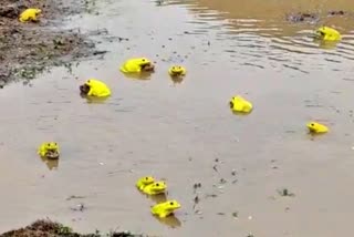 Indian Bull Frog seen in puddle of rain