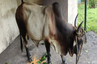 Mangaluru: Port officials relieve wild bull facing rope agony