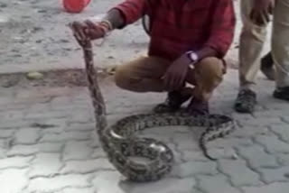 ten-foot-python-in-tirumala-at-chittoor-district andhra pradesh