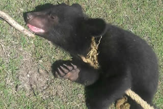 BEAR CUB CAPTURED BY PEOPLE IN URI, TWO ESCAPED