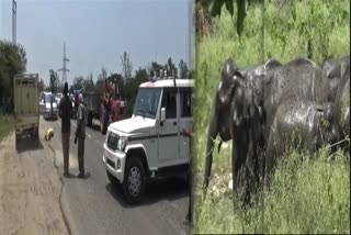 national-highway-74-was-disrupted-due-to-elephant-herd-coming-on-the-road