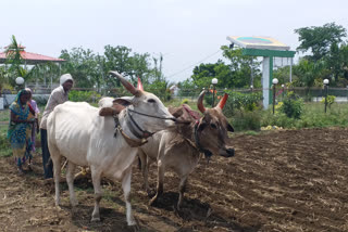 farmer suicides in amravati district