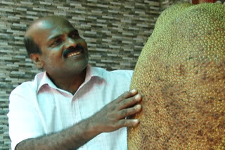 അതിശകാഴ്ചയായി ആയവനയിലെ ഭീമൻ ചക്ക..  Jackfruit becoming an icon of awe  Jackfruit \