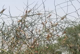 Locust attack,  jalore news,  rajasthan news,  Locust attack in rajasthan,  Locust attack in jalore,  Locust attack in aahor