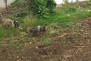 A pigs create problem for farmers who sowed in time of Corona