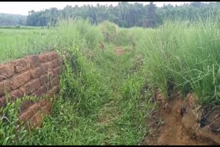 പഞ്ചായത്ത് ഭരണസമിതി കർഷകരെ അവഗണിച്ചുവെന്ന് ആരോപണം  Farmers of Vengara Parappur protesting the neglect of the authorities.  അധികൃതരുടെ അവഗണന  വേങ്ങര പറപ്പൂരിലെ കർഷകർ  Farmers of Vengara Parappur