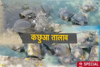 turtle pond hardoi