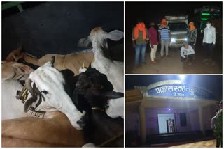 12 govansh rescued in Sadak Arjuni taluka gondia