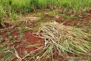 Wild boars attack the cane in basavakalyana