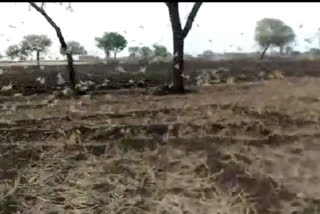 farmers is worried after locust attacked in mandsaur