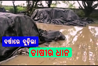 Bargarh Farmers are worried, paddy submerged in rainwater at mandi, ଭାତହାଣ୍ଡିର ଚାଷୀ, ଚିନ୍ତାରେ ବରଗଡ଼ ଚାଷୀ, ବର୍ଷା ପାଣିରେ ଧାନ ବୁଡ଼ିବା ଦେଖି ଚିନ୍ତାରେ ଚାଷୀ