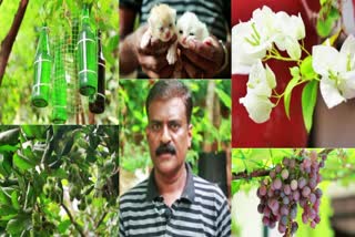 from-abiu-to-baraba-ashrafs-fruit-grove-in-malappuram-has-it-all