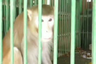 A monkey to serve life term in captivity