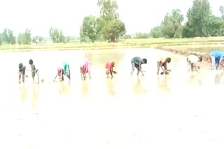 unavailability of labour in punjab