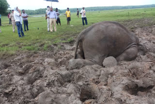 little-elephant-dies-in-dhamtari