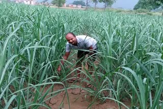 teacher set an example in modern farming