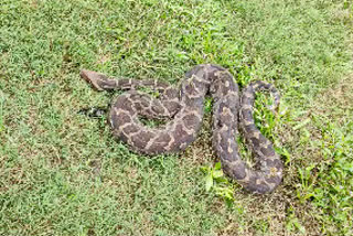 python