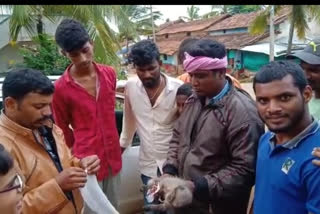 monkey , injured by an electric touch, youths treated