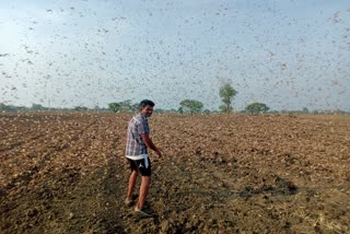 Locust party attack