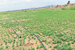 penna river near lands are kabja in nellore dst