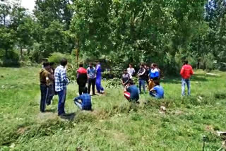 kashmir apple trees