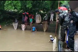 Crowd of people to catch climbing fish in sindhudurg