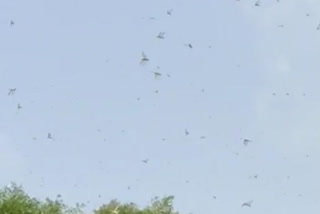 राजसमंद न्यूज, राजसमंद में टिड्डी दल, Locust attack in rajasaman