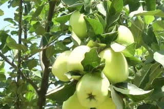 farmers have clutiveted hariman 99 summer zone apple in samba district