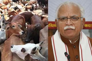 CM manohar lal said we will make strong law regarding cow slaughter in Nuh