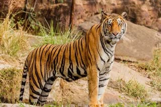 tigress-is-ill-in-satakoshia